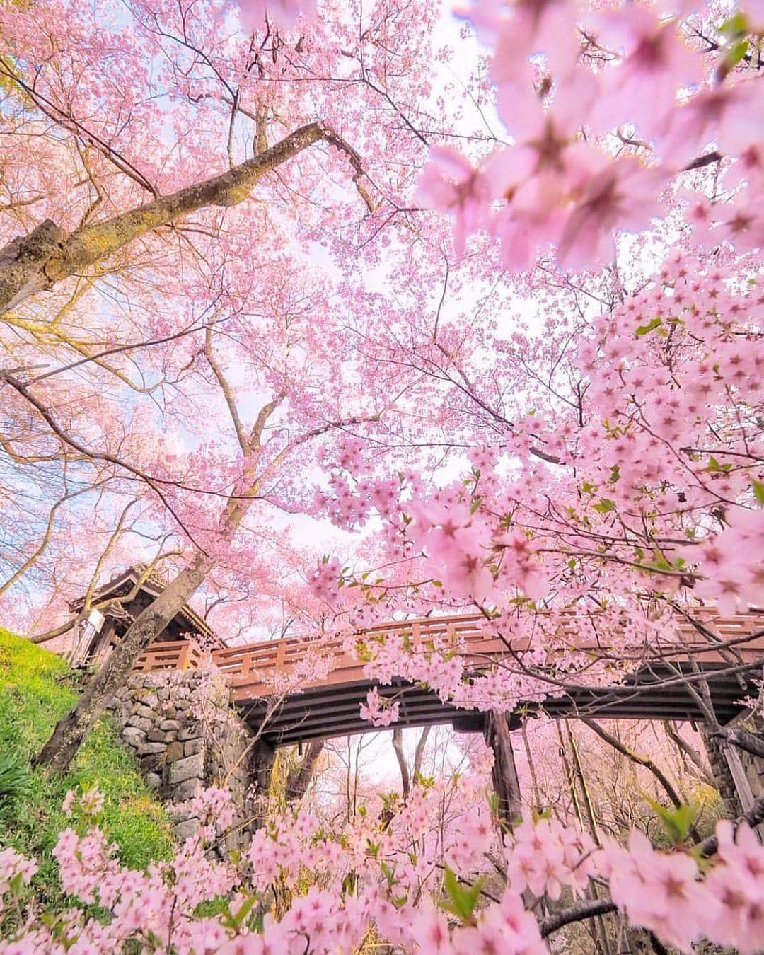 はなまっぷ❁日本の花風景さんのインスタグラム写真 - (はなまっぷ❁日本の花風景Instagram)「🍃🌸はなまっぷ平成最後の桜まつり🌸🍃 * @criss1016 さんの 平成の桜に花まるを💮 * 平成を彩る日本の美しい桜をありがとうございます😊🌸🍃 * 見頃を過ぎている場所もご紹介しています。 お出かけの際はHP等で最新の情報をご確認くださいね🙏🌸🍃 * 🌸•••🍃•••🌸•••🍃•••🌸•••🍃•••🌸 * 🌸桜まつり概要🌸 * 期間:平成最後の日まで タグ:#はなまっぷ * #はなまっぷ  のタグの中から、桜のお写真をどんどんご紹介させていただきます。期間中はランダムに、複数枚投稿でもご紹介させていただく場合がございます。 * #桜#sakura#花見#さくら#日本#春#花#平成最後の#満開 * 🌸•••🍃•••🌸•••🍃•••🌸•••🍃•••🌸 * はなまっぷより * 💌LINEスタンプ「はなまっぷちゃん」絶賛発売中！みなさんのLINEにも花まるを💮 💌はなまっぷ本、Amazonや全国の書店さんで満開です！ぜひお手にとっていただけると嬉しいです🌸 * LINEスタンプ、はなまっぷ本は、プロフ欄記載のTwitterアカウントよりご確認ください。 * 🌸•••🍃•••🌸•••🍃•••🌸•••🍃•••🌸 *」4月30日 23時06分 - hanamap