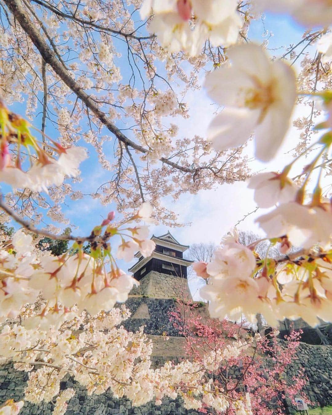 はなまっぷ❁日本の花風景さんのインスタグラム写真 - (はなまっぷ❁日本の花風景Instagram)「🍃🌸はなまっぷ平成最後の桜まつり🌸🍃 * @criss1016 さんの 平成の桜に花まるを💮 * 平成を彩る日本の美しい桜をありがとうございます😊🌸🍃 * 見頃を過ぎている場所もご紹介しています。 お出かけの際はHP等で最新の情報をご確認くださいね🙏🌸🍃 * 🌸•••🍃•••🌸•••🍃•••🌸•••🍃•••🌸 * 🌸桜まつり概要🌸 * 期間:平成最後の日まで タグ:#はなまっぷ * #はなまっぷ  のタグの中から、桜のお写真をどんどんご紹介させていただきます。期間中はランダムに、複数枚投稿でもご紹介させていただく場合がございます。 * #桜#sakura#花見#さくら#日本#春#花#平成最後の#満開 * 🌸•••🍃•••🌸•••🍃•••🌸•••🍃•••🌸 * はなまっぷより * 💌LINEスタンプ「はなまっぷちゃん」絶賛発売中！みなさんのLINEにも花まるを💮 💌はなまっぷ本、Amazonや全国の書店さんで満開です！ぜひお手にとっていただけると嬉しいです🌸 * LINEスタンプ、はなまっぷ本は、プロフ欄記載のTwitterアカウントよりご確認ください。 * 🌸•••🍃•••🌸•••🍃•••🌸•••🍃•••🌸 *」4月30日 23時06分 - hanamap