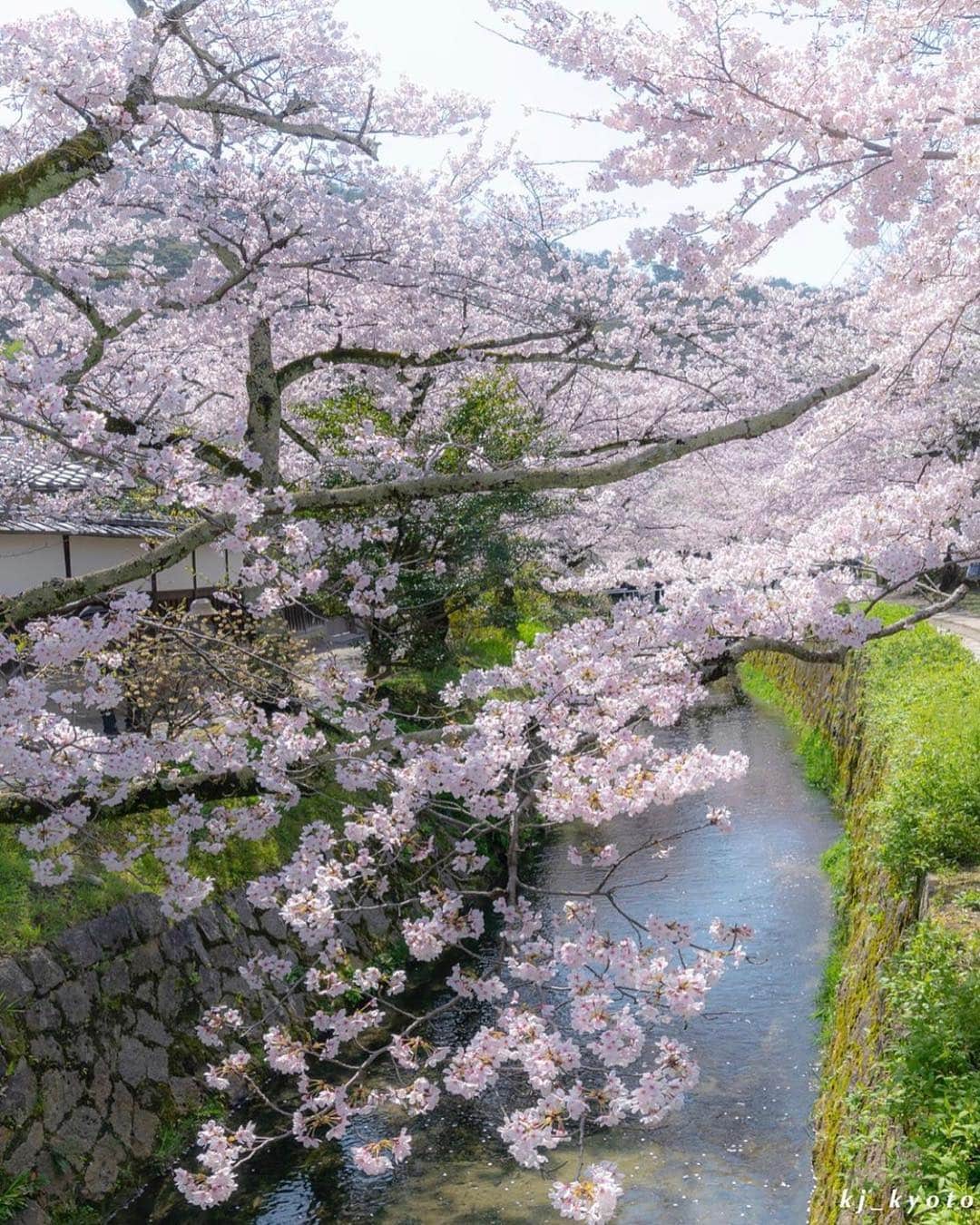 はなまっぷ❁日本の花風景さんのインスタグラム写真 - (はなまっぷ❁日本の花風景Instagram)「🍃🌸はなまっぷ平成最後の桜まつり🌸🍃 * @kj_kyoto さんの 平成の桜に花まるを💮 * 平成を彩る日本の美しい桜をありがとうございます😊🌸🍃 * 見頃を過ぎている場所もご紹介しています。 お出かけの際はHP等で最新の情報をご確認くださいね🙏🌸🍃 * 🌸•••🍃•••🌸•••🍃•••🌸•••🍃•••🌸 * 🌸桜まつり概要🌸 * 期間:平成最後の日まで タグ:#はなまっぷ * #はなまっぷ  のタグの中から、桜のお写真をどんどんご紹介させていただきます。期間中はランダムに、複数枚投稿でもご紹介させていただく場合がございます。 * #桜#sakura#花見#さくら#日本#春#花#平成最後の#満開 * 🌸•••🍃•••🌸•••🍃•••🌸•••🍃•••🌸 * はなまっぷより * 💌LINEスタンプ「はなまっぷちゃん」絶賛発売中！みなさんのLINEにも花まるを💮 💌はなまっぷ本、Amazonや全国の書店さんで満開です！ぜひお手にとっていただけると嬉しいです🌸 * LINEスタンプ、はなまっぷ本は、プロフ欄記載のTwitterアカウントよりご確認ください。 * 🌸•••🍃•••🌸•••🍃•••🌸•••🍃•••🌸 *」4月30日 23時19分 - hanamap