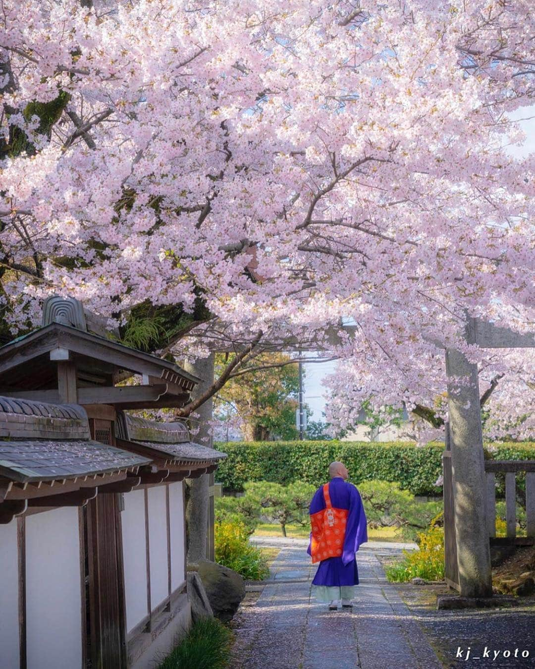 はなまっぷ❁日本の花風景さんのインスタグラム写真 - (はなまっぷ❁日本の花風景Instagram)「🍃🌸はなまっぷ平成最後の桜まつり🌸🍃 * @kj_kyoto さんの 平成の桜に花まるを💮 * 平成を彩る日本の美しい桜をありがとうございます😊🌸🍃 * 見頃を過ぎている場所もご紹介しています。 お出かけの際はHP等で最新の情報をご確認くださいね🙏🌸🍃 * 🌸•••🍃•••🌸•••🍃•••🌸•••🍃•••🌸 * 🌸桜まつり概要🌸 * 期間:平成最後の日まで タグ:#はなまっぷ * #はなまっぷ  のタグの中から、桜のお写真をどんどんご紹介させていただきます。期間中はランダムに、複数枚投稿でもご紹介させていただく場合がございます。 * #桜#sakura#花見#さくら#日本#春#花#平成最後の#満開 * 🌸•••🍃•••🌸•••🍃•••🌸•••🍃•••🌸 * はなまっぷより * 💌LINEスタンプ「はなまっぷちゃん」絶賛発売中！みなさんのLINEにも花まるを💮 💌はなまっぷ本、Amazonや全国の書店さんで満開です！ぜひお手にとっていただけると嬉しいです🌸 * LINEスタンプ、はなまっぷ本は、プロフ欄記載のTwitterアカウントよりご確認ください。 * 🌸•••🍃•••🌸•••🍃•••🌸•••🍃•••🌸 *」4月30日 23時19分 - hanamap