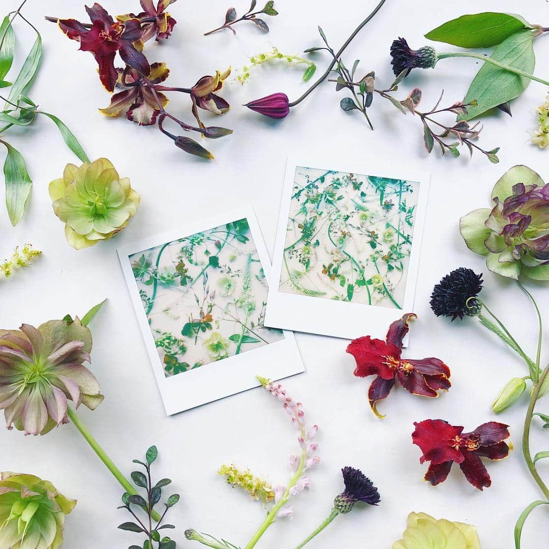 石野千尋のインスタグラム：「New personal work with @maisonmalta 🌿  公私共にお世話になってるお花屋さん 🥀 の @maisonmalta と 新しい作品制作をしています。 撮影は大好きなSX-70 & @polaroidoriginals_jp ⬜︎ ⬜︎ ⬜︎ 早くカタチにしてみなさんにお届けできるように頑張ります！ . #flower #work #malta #maisonmalta #ohana #photographer #flowerpattern #polaroid #film #SX70 #personalwork #ポラ #ポラロイド #お花 #花柄 #ポラロイドホリデー #フィルム #写真」