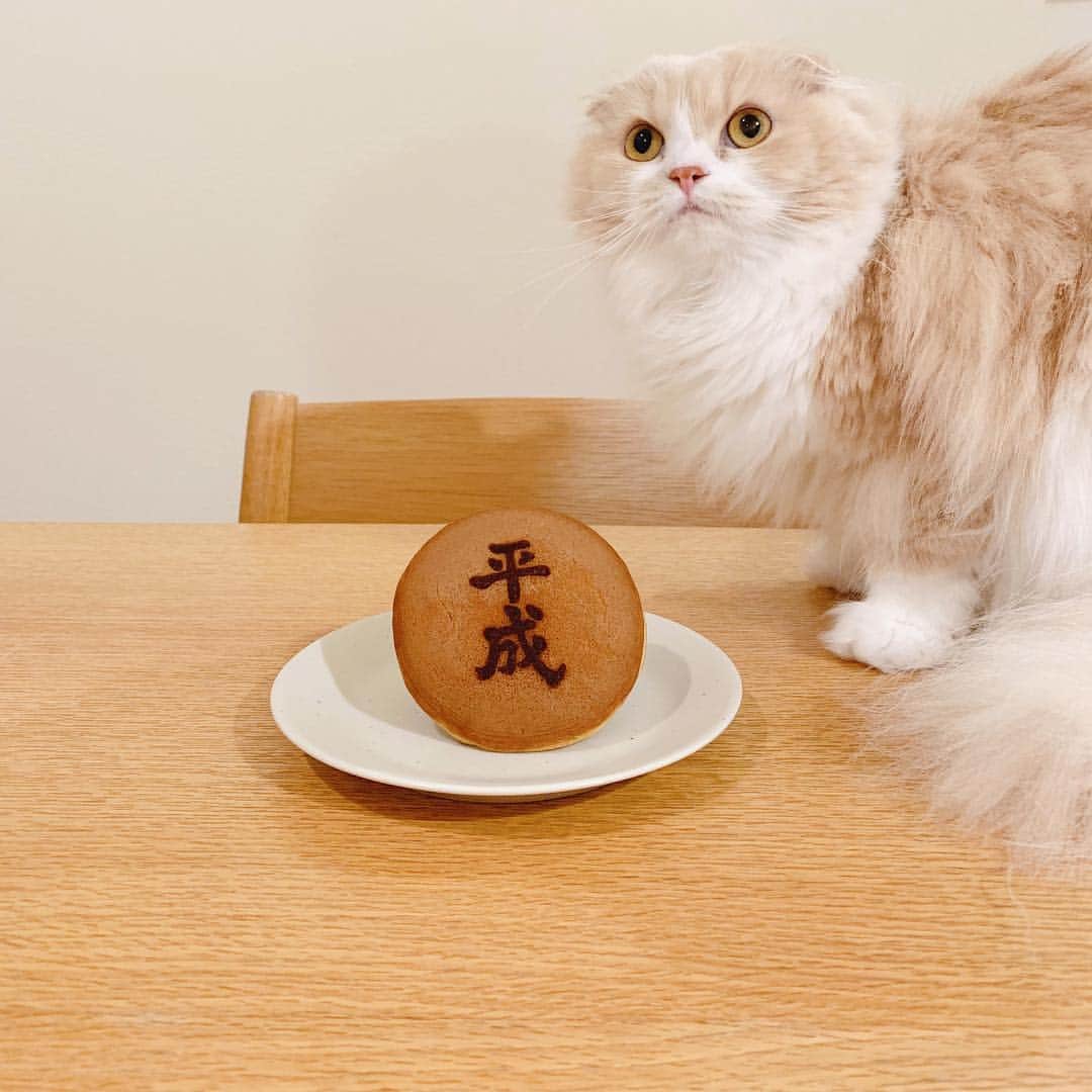 のんたのインスタグラム：「ぼーちゃんは平成28年生まれ 令和もみんなで楽しく暮らそうね🇯🇵」