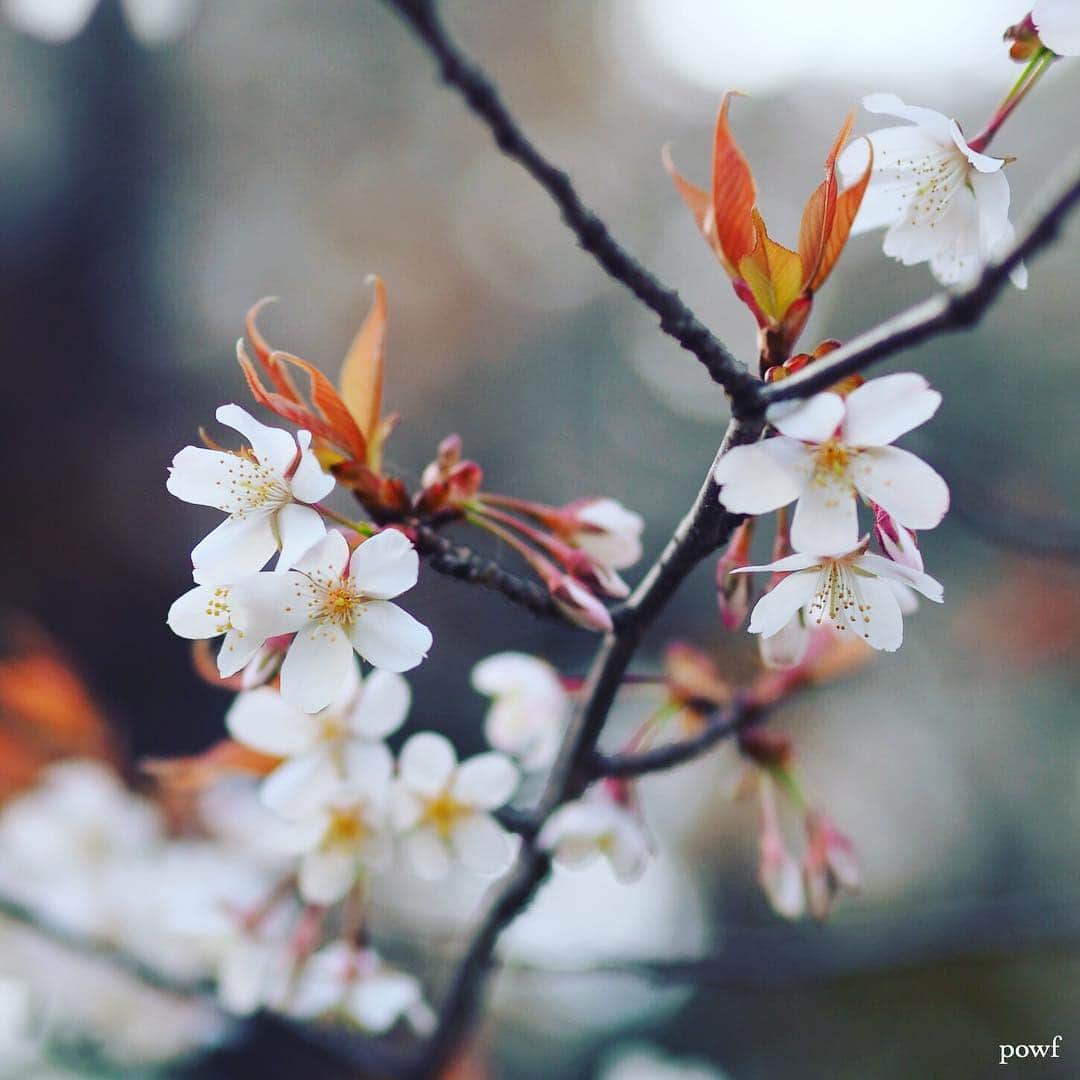 anemone_69のインスタグラム：「. ⋆*❀*⋆ฺ｡* . . #ヤマザクラ #sakura #サクラ #桜 #cherryblossom . . .」