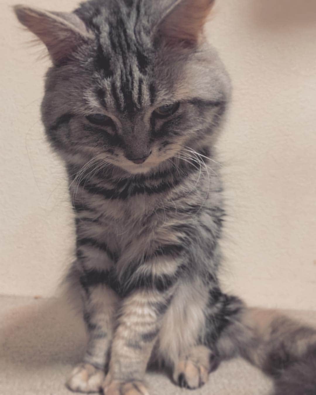 奥山レイカのインスタグラム：「まあ変わらず過ごすだけだよね。 #ねこ #ねこすたぐらむ #cat」