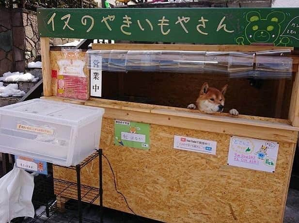 Remiwaさんのインスタグラム写真 - (RemiwaInstagram)「A gestire ed accogliere i clienti in questo negozietto di patate dolci arrostite a Hokkaido, in Giappone, è un dolcissimo shiba inu, si chiama Ken-kun e ha 3 anni. Quando qualcuno si avvicina al chiosco, il cane mostra il suo bel muso per salutare il potenziale acquirente. "犬 の 焼 き 芋 屋" è in realtà un negozio self-service. I clienti devono aprire la scatola bianca e scegliere la patata dolce arrostita che più piace.  Il denaro deve essere infilato in una piccola buca apposita. Come mostrato nella foto una patata dolce arrostita costa 100 yen (circa 1 dollaro). In realtà tutto si basa sulla fiducia: se le persone prendessero una patata e andassero via senza pagare, nessuno se ne accorgerebbe…o forse si 🤔🤗😊 C'è un cartello che dice "siccome sono un cane, non posso darti il resto".🐶 #giapponese #japan #japanese #giappone #japon #japaneselanguage #learnjapanese #nihongo #sushi #s #studyjapanese #food #japanisch #japones #madeinjapan #manga #japonais #bespoke #eternita #ordermade #sumisura #senzabarrierecamicie #t #shirt #orangjepang #ordersuhit #ordinacamicia #combattimento #camice #bhfyp」4月30日 23時29分 - japan_kind_change