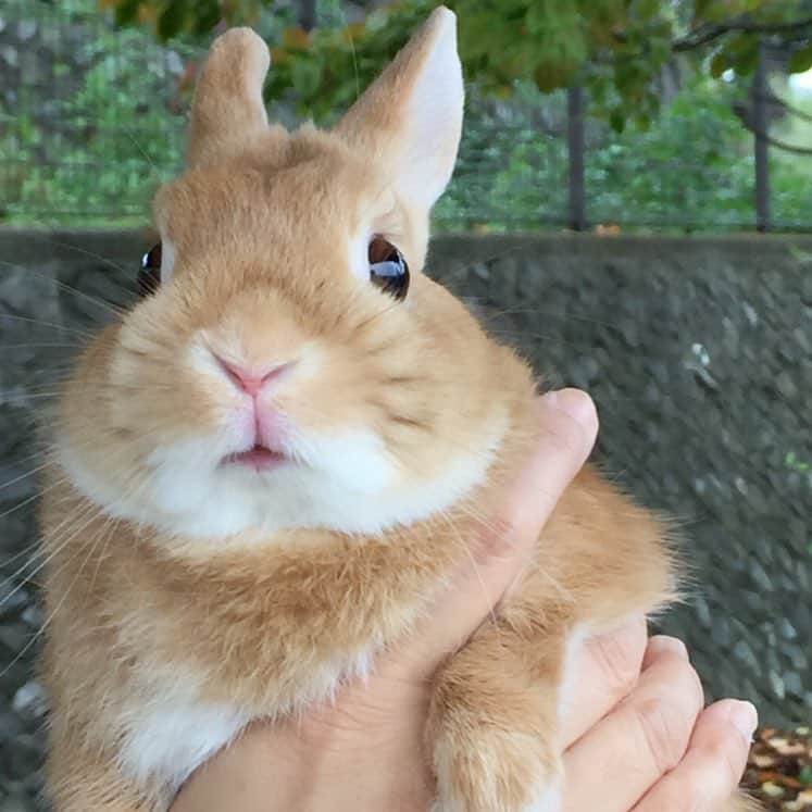 ?まるるのインスタグラム：「* * #平成最後の日 も 元気なまるるんと いつも通り穏やかに過ごせて幸せだな😊🐰💕 * * #うさぎ#ネザーランドドワーフ#ふわもこ部#rabbit#lapin#cutepetclub#WeeklyFluff #bunnystagram#rabbitstagram#instapet#20190430」