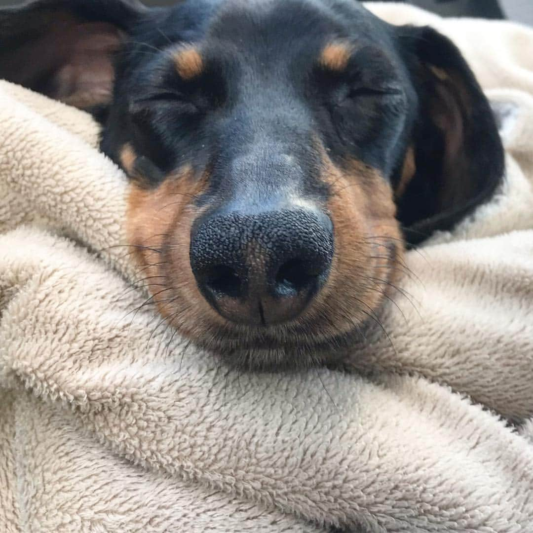 Crusoe the Celebrity Dachshundさんのインスタグラム写真 - (Crusoe the Celebrity DachshundInstagram)「“Look at that smile..☺️What you think I’m dreaming about?” ~ Crusoe」4月30日 23時32分 - crusoe_dachshund