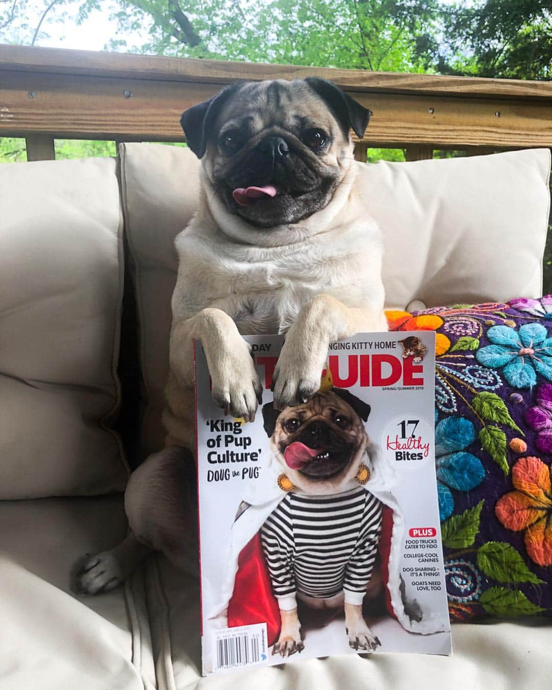 itsdougthepugさんのインスタグラム写真 - (itsdougthepugInstagram)「“When u have a face cute enough to be on the cover of a magazine” -Doug • Guess what?! I’m on the cover of @usatoday! U can get it at newsstands nationally or click the link in my bio to order! They wrote an awesome article about my little pug life.」4月30日 23時34分 - itsdougthepug