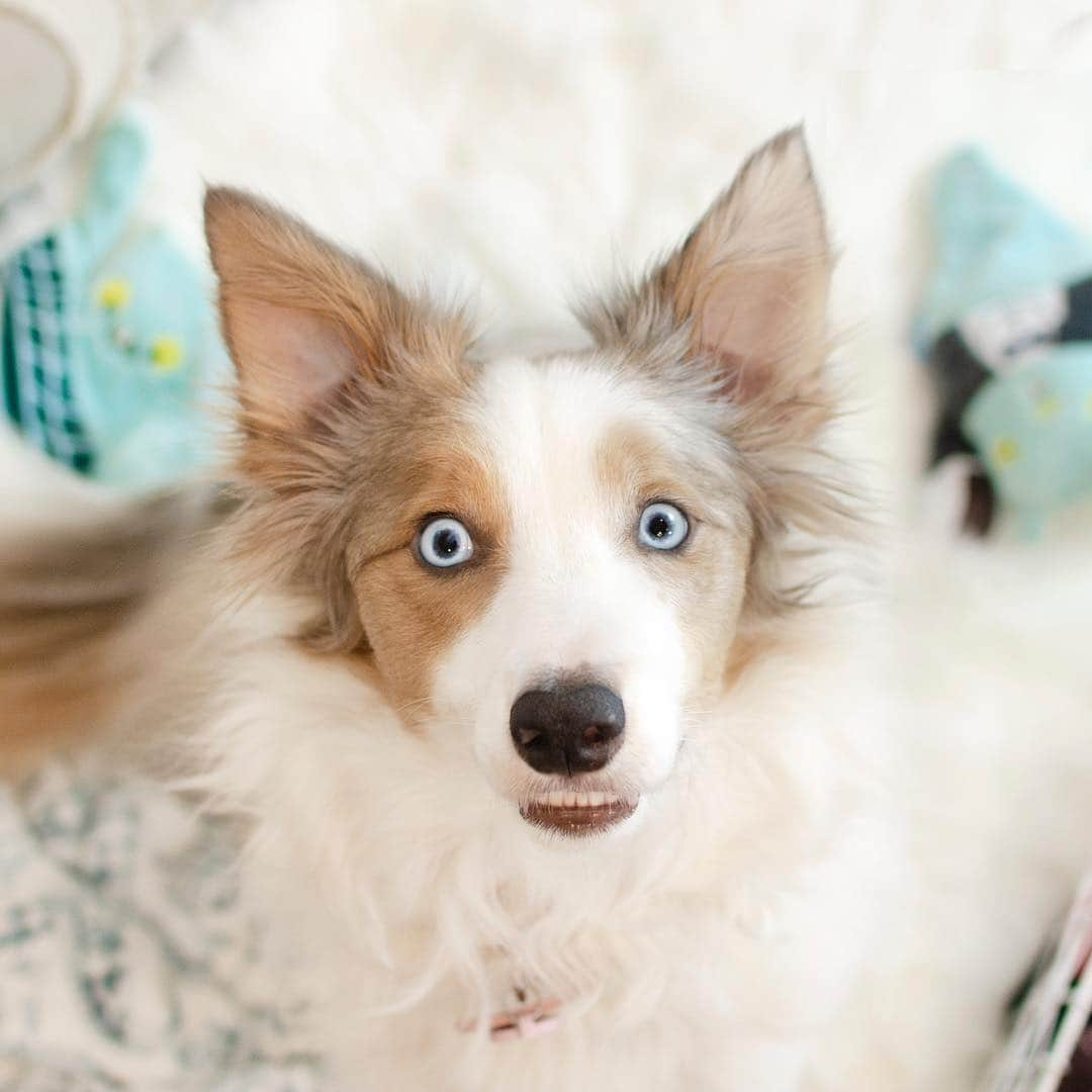 Jazzy Cooper Fostersさんのインスタグラム写真 - (Jazzy Cooper FostersInstagram)「“Wait WHAT?” BB’s reaction when I asked her what she would think of having a new dog. 😳+😬 I don’t think she would like sharing me, her 100+ toys and her five beds (including the King size one) 😆 When/if a new dog arrives, we will have to be careful and slow with the introduction.」4月30日 23時53分 - bordernerd