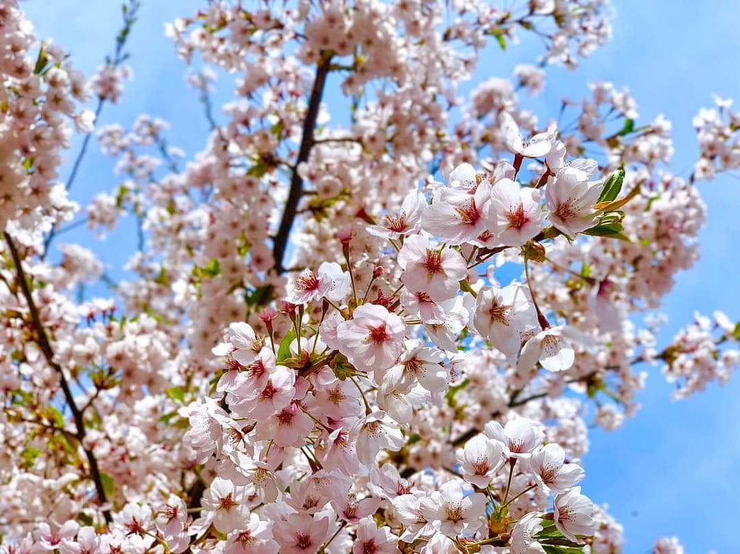 福田太郎さんのインスタグラム写真 - (福田太郎Instagram)「🌸ありがとう平成🌸 時代を振り返り、未来に思いを馳せる。 日々の連なりの中にも 年月や季節の変わり目を大切にし、 前に進んでいきたいものです。  平成生まれの私にとって初めての元号が変わる瞬間を とても前向きな気持ちで迎えています。 『令和』が皆さんにとって、幸多い 素晴らしい時代になりますように！ 私も、これあらたに、精進します。  ありがとう #平成 よろしく #令和 #桜 #雨のち晴れ #これあらた  #平成最後 の夜は my buddy @daido_takaishi  からの 家族とテレビ電話 からの さっぽろテレビ塔 #令和元年 カウントダウン🗼」4月30日 23時56分 - htb_tarofukuda