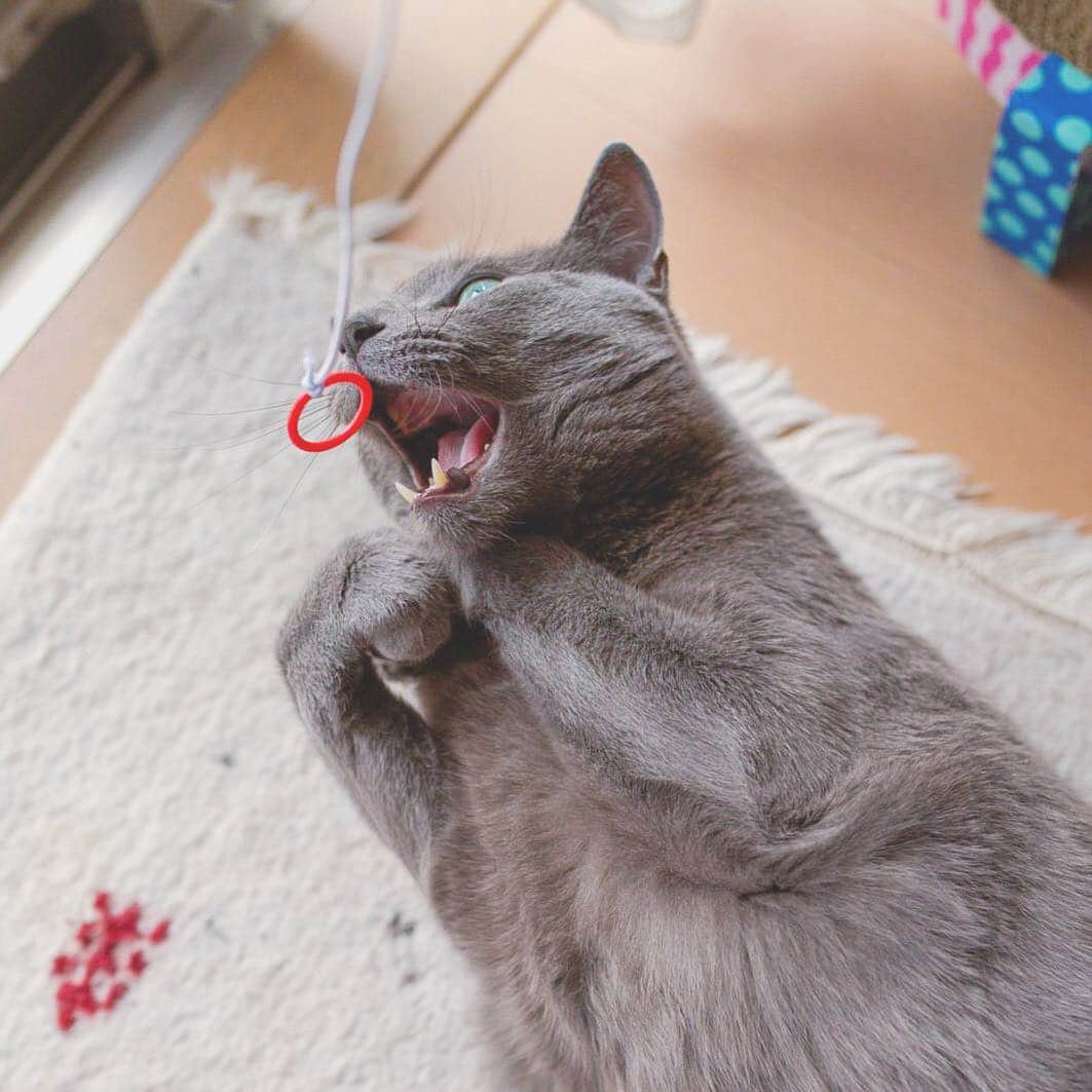 のインスタグラム：「#平成 ありがとう。よろしく #令和。🐾🙌🏻✨. #thankyouHEISEI #nicetomeetyouREIWA . #cat #russianblue #猫 #ねこ #ロシアンブルー #chat  #gato #greycat  #greeneyes #emeraldeyes #ふわもこ部 #にゃんすたぐらむ  #みんねこ  #INSTACAT_MEOWS #catstocker #meowsandwoofs #excellent_cats #meowvswoof #catsofworld #TopCatPhoto  #cutepetclub #IgAnimal_Snaps #cat_features #bestmeow #petoftoday」