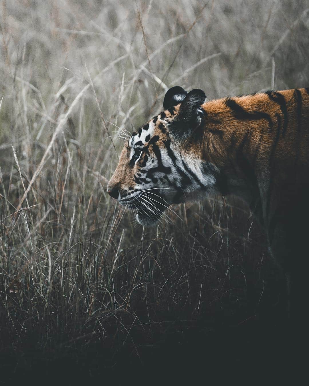 Discoveryさんのインスタグラム写真 - (DiscoveryInstagram)「“There is nothing like the thrill of being in the Indian jungle looking for tigers, and knowing that they could be watching you already.” 🐅📸 + caption by Stian Norum Herlofsen (@stiannorum) . . . . . #TigerTuesday #instanature #nature #naturephotography #wildlifephotography #ProjectCAT #bigcats #tigers #BandhavgarhNationalPark #India」5月1日 0時11分 - discovery