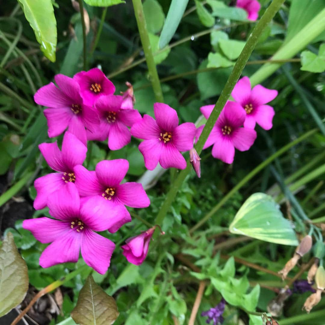 おーせさんのインスタグラム写真 - (おーせInstagram)「我が家のお花シリーズ お庭に咲く花がどれもこれもかわいい！！ 春〜夏へ変わっていく中でこのGW中が一番見頃♡  でも名前は知らない！！笑笑  #マイガーデン#庭の花#花の名前がわからない #おーせ#伊豆庭#森庭」5月1日 0時19分 - oosedon