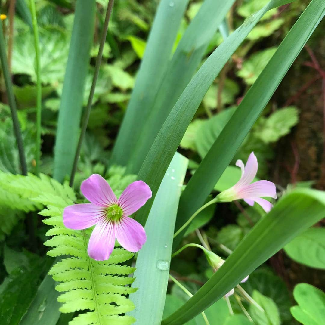 おーせさんのインスタグラム写真 - (おーせInstagram)「我が家のお花シリーズ お庭に咲く花がどれもこれもかわいい！！ 春〜夏へ変わっていく中でこのGW中が一番見頃♡  でも名前は知らない！！笑笑  #マイガーデン#庭の花#花の名前がわからない #おーせ#伊豆庭#森庭」5月1日 0時25分 - oosedon