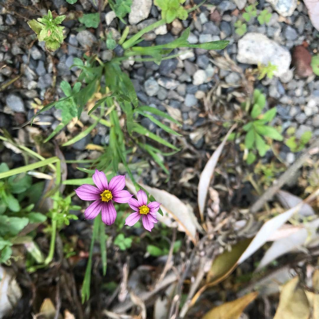 おーせさんのインスタグラム写真 - (おーせInstagram)「我が家のお花シリーズ お庭に咲く花がどれもこれもかわいい！！ これスミレかな、、 #マイガーデン#庭の花#花の名前がわからない #おーせ#伊豆庭#森庭」5月1日 0時26分 - oosedon