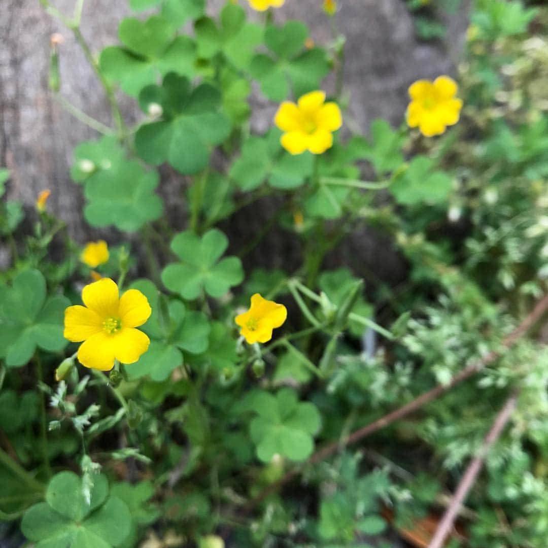 おーせさんのインスタグラム写真 - (おーせInstagram)「我が家のお花シリーズ お庭に咲く花がどれもこれもかわいい！！ 春〜夏へ変わっていく中でこのGW中が一番見頃♡  これはクローバーのお花かな、、 #マイガーデン#庭の花#花の名前がわからない #おーせ#伊豆庭#森庭」5月1日 0時28分 - oosedon