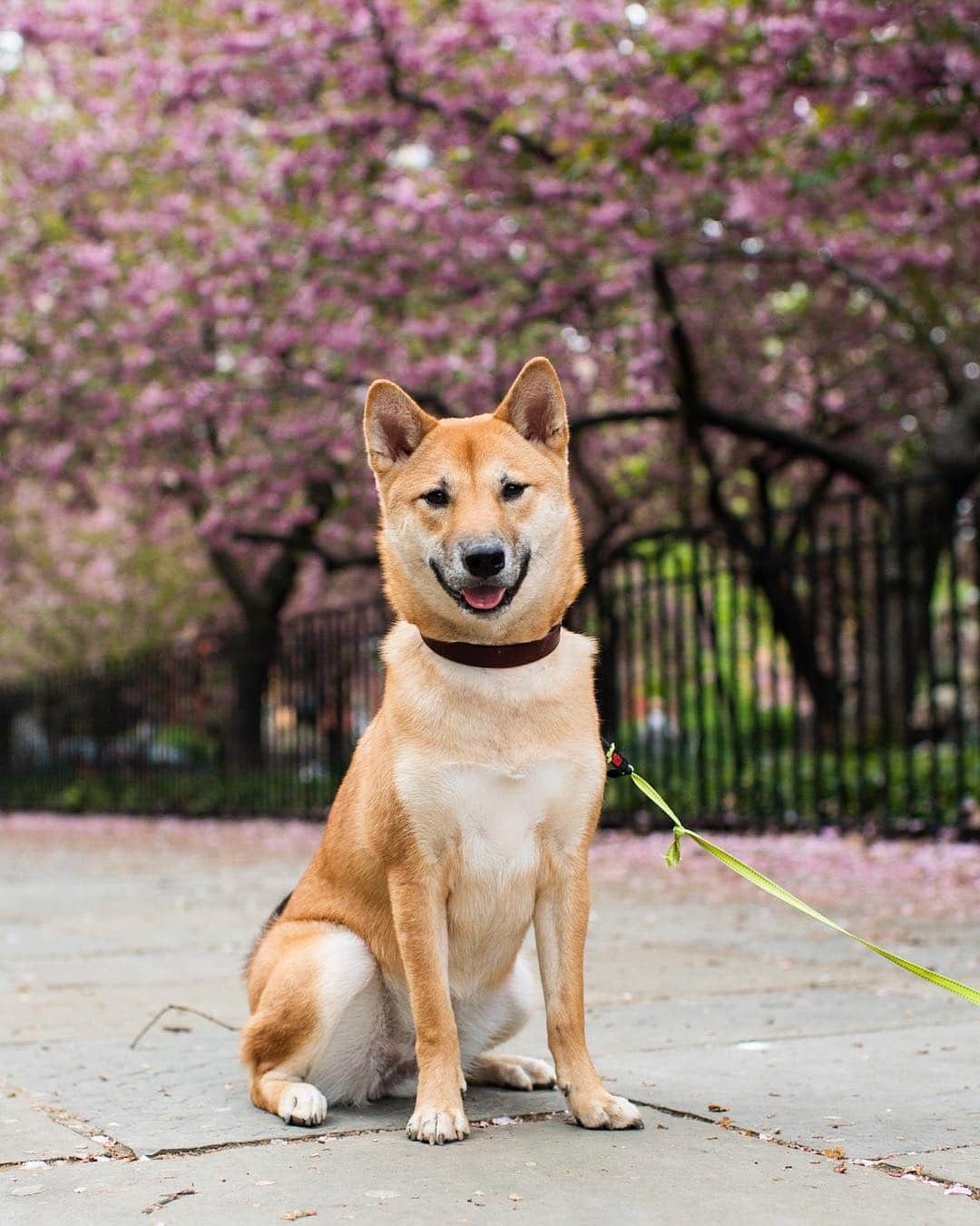 The Dogistさんのインスタグラム写真 - (The DogistInstagram)「Hachi, Shiba Inu (11 m/o), Carl Schurz Park, New York, NY • “She loves chicken and looks like a cat.”」5月1日 0時31分 - thedogist