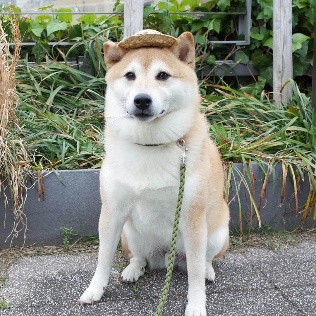 柴犬Mamesuke・Korosuke??大阪さんのインスタグラム写真 - (柴犬Mamesuke・Korosuke??大阪Instagram)「🐱🐻🇯🇵 🐾----*----*----*----*🐾 「令和」もぼくたち 豆介・コロ介 を 宜しくお願いします😊❤️ 🐾----*----*----*----*🐾 #MameKoro #豆コロ #West_dog_japan #豆柴 #柴犬 #赤柴 #豆介 #コロ介 #shibagram #shibastagram #shibainu #shiba #shibadog #🐕📷」5月1日 0時43分 - mame_suke_i