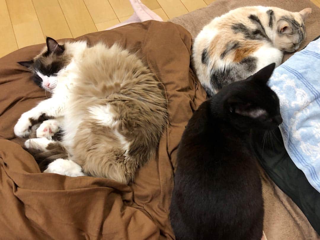 ホタテ＆クラム＆シラスのインスタグラム：「元号が変わった直後に横を見るといつものように平和な我が家の猫たちが^ ^ 令和はさらに平和で素敵な時代になると良いですね。  皆さま、平成から令和になっても、ホタテ、クラム、シラスをよろしくお願いします^ ^」