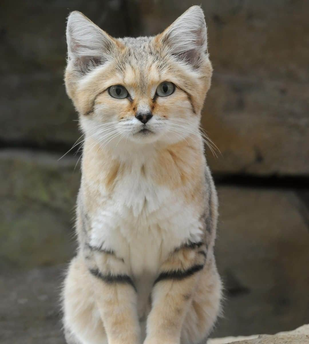 アニマルプラネットさんのインスタグラム写真 - (アニマルプラネットInstagram)「The sand cat is perfectly adapted to the desert! They have dense hair and pads on their feet to protect them from the harsh extreme weather in the sandy parts of Africa and Asia. . . . . . . #animalsofinstagram #animalplanet #animaloftheday #wild #wildlife #outdoors #animals #wildanimals #conservation #nature #animallovers #instanature #wildgeography #sandcat #cat #cute #catsofig」5月1日 1時00分 - animalplanet