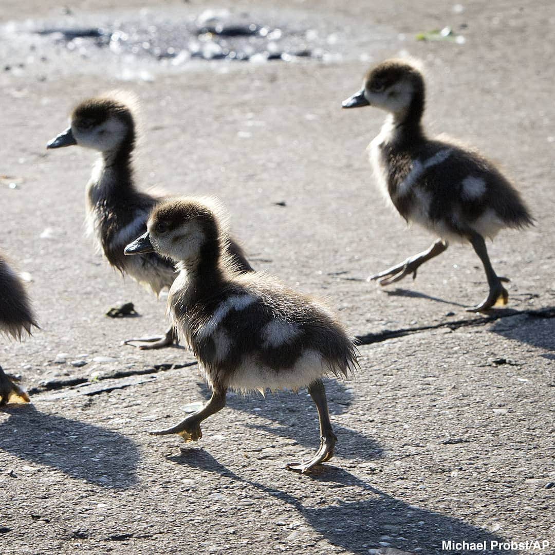 ABC Newsさんのインスタグラム写真 - (ABC NewsInstagram)「Some Egyptian goslings take a pleasant stroll along the river Main in Frankfurt, Germany. #ducks #babyanimals #cuteanimals」5月1日 1時01分 - abcnews