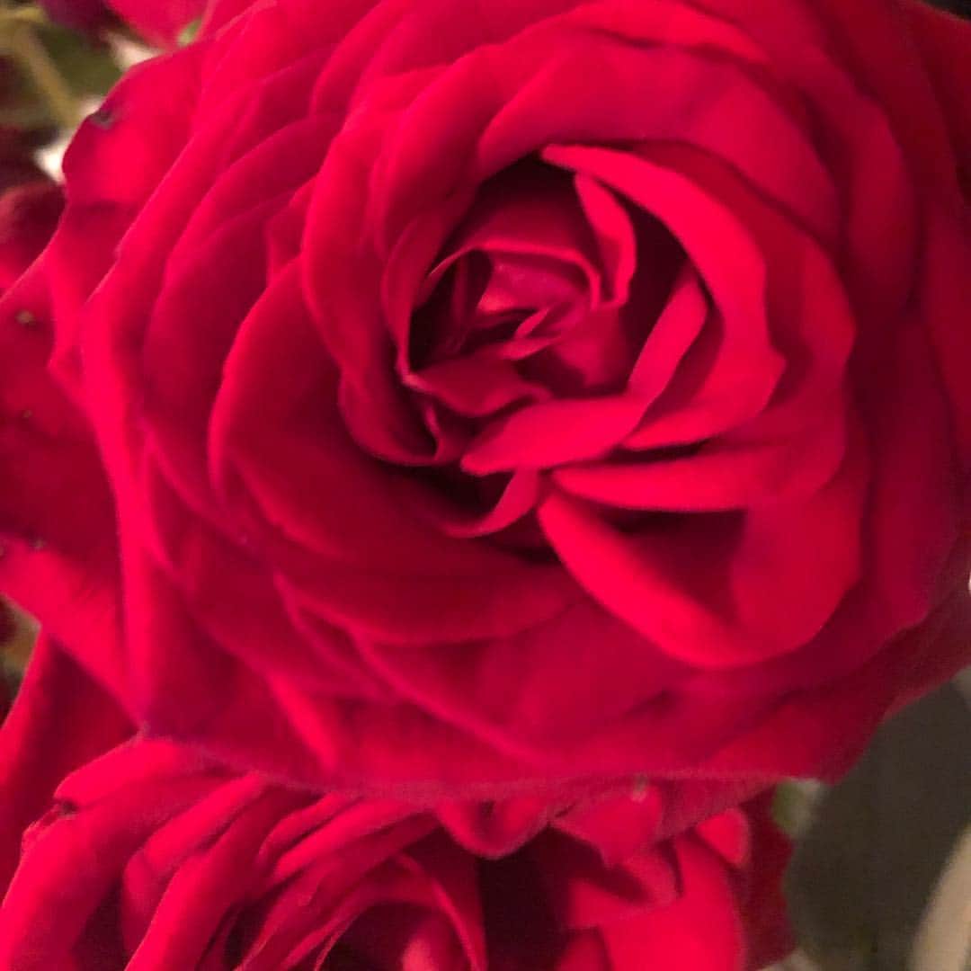 ジェシカ・ゾアのインスタグラム：「🌸🌹✨May 2nd🌸🌹✨」