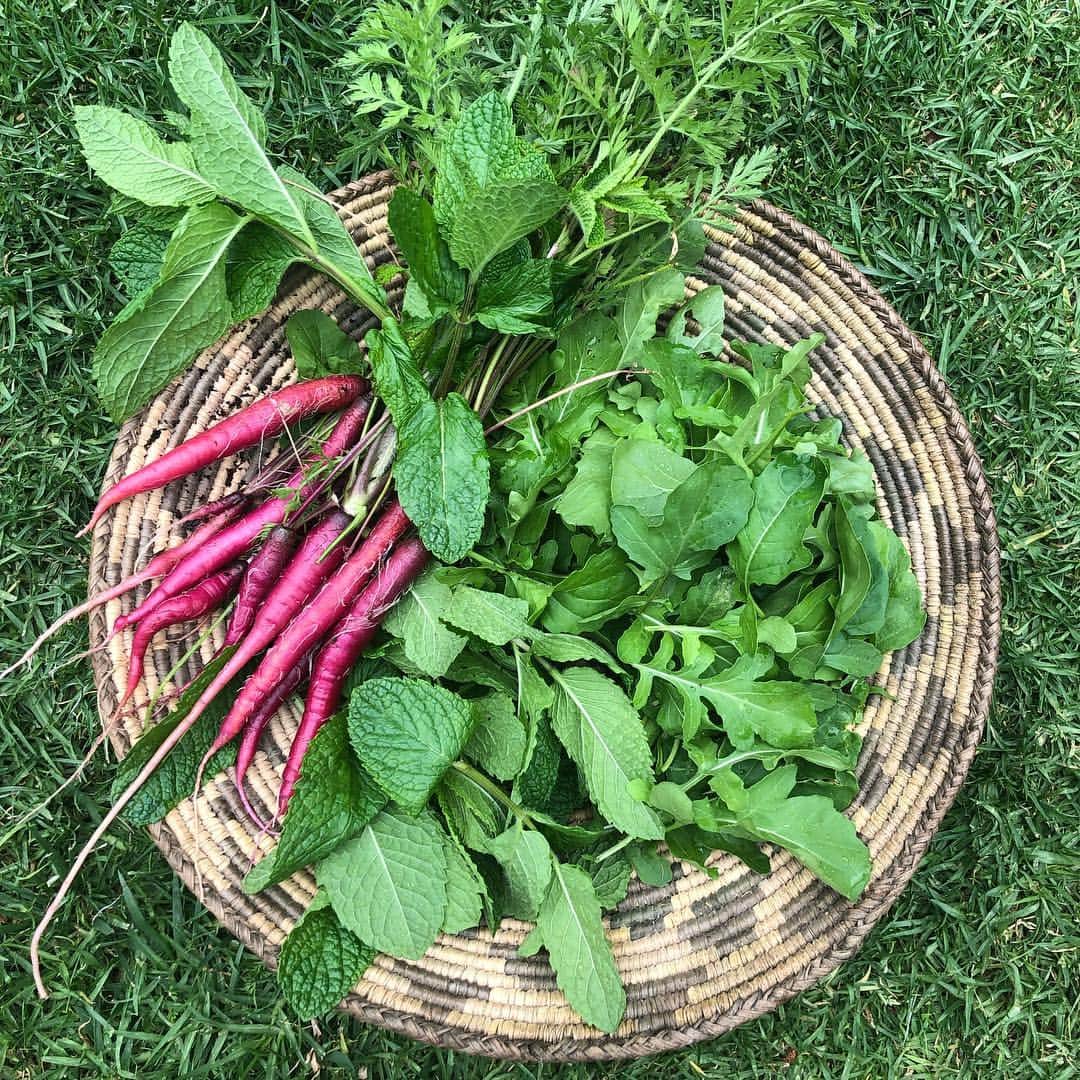 のインスタグラム：「Yesterdays harvest brought to you by #NikkiFresh! Isn’t it crazy to think that none of this would ever make it into a grocery store? These gorg carrots don’t meet the size requirement and aren’t considered desirable. Everything in this basket would be thrown in a landfill. 🤔🤔🤔 Doesn’t seem right. DOESN’T. SEEM. RIGHT.」
