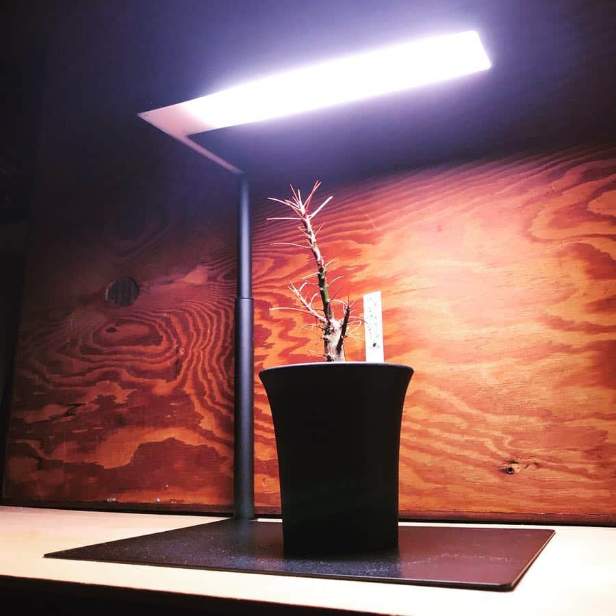 ハザマ陽平さんのインスタグラム写真 - (ハザマ陽平Instagram)「ONF × BOTANIZE ”EXOTIC PLANT CULTIVATION LIGHT  最近は天気も悪いので、この育成ライトを活用！！ 電気代も1日8時間点灯させて1ヶ月間で、97円！！ これは凄いよ！🕺🏻」5月1日 1時38分 - hazamayohei0703