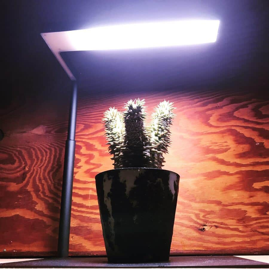 ハザマ陽平さんのインスタグラム写真 - (ハザマ陽平Instagram)「ONF × BOTANIZE ”EXOTIC PLANT CULTIVATION LIGHT  最近は天気も悪いので、この育成ライトを活用！！ 電気代も1日8時間点灯させて1ヶ月間で、97円！！ これは凄いよ！🕺🏻」5月1日 1時38分 - hazamayohei0703