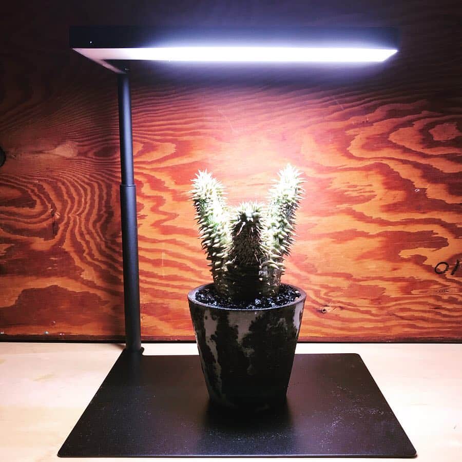 ハザマ陽平のインスタグラム：「ONF × BOTANIZE ”EXOTIC PLANT CULTIVATION LIGHT  最近は天気も悪いので、この育成ライトを活用！！ 電気代も1日8時間点灯させて1ヶ月間で、97円！！ これは凄いよ！🕺🏻」