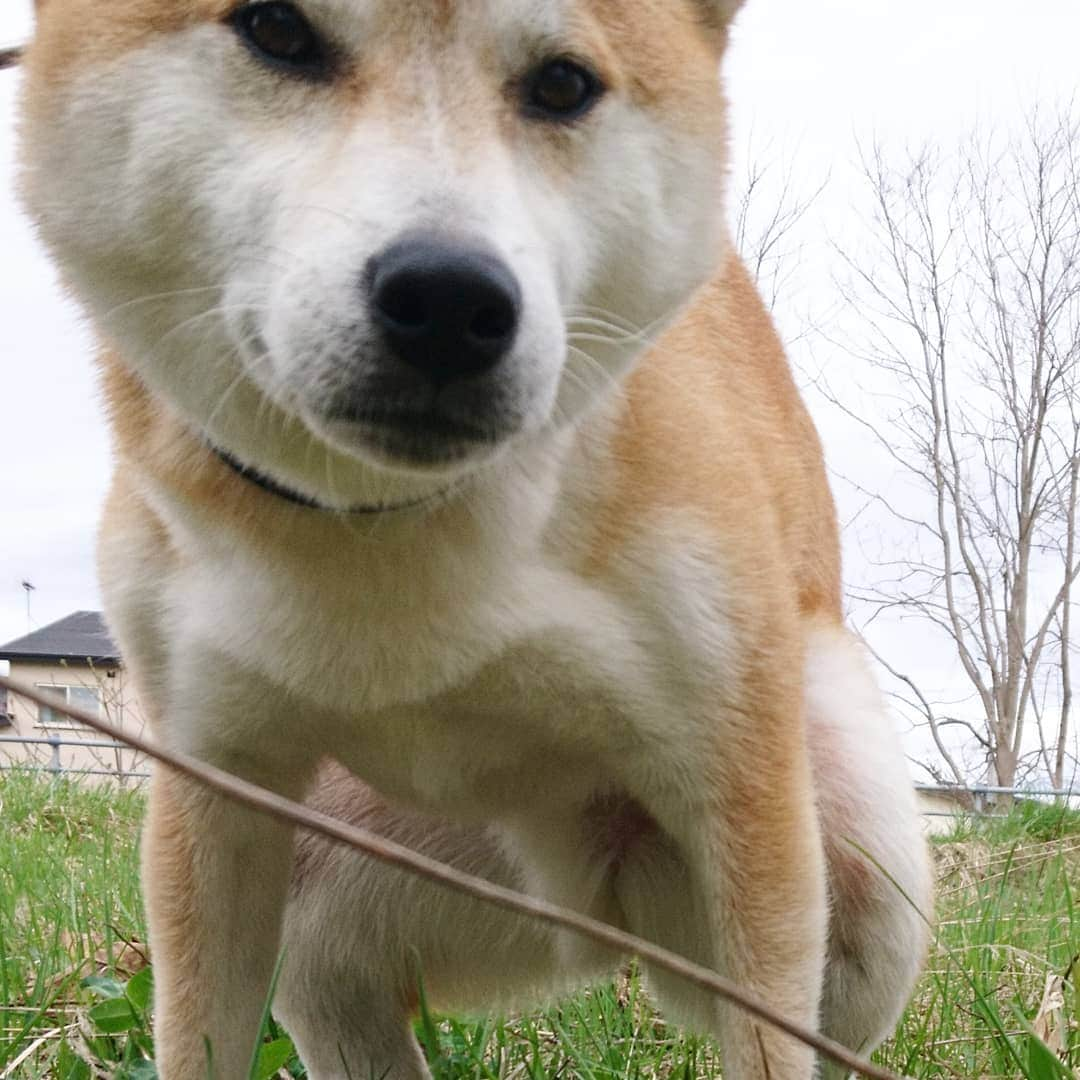 柴犬⭐️サスケさんのインスタグラム写真 - (柴犬⭐️サスケInstagram)「こんにちわん 犬バカ部#柴犬#赤柴#イケメン#わんだフォ#犬ら部#ふわもこ部#しばいぬ#日本犬#🐕📷#令和一発目💩#shibagram#shibastagram#Japanesedog#shibadog#시바견#시바이누#시바스타그램#kaumo#pecoいぬ部」5月1日 13時06分 - shiba20150405