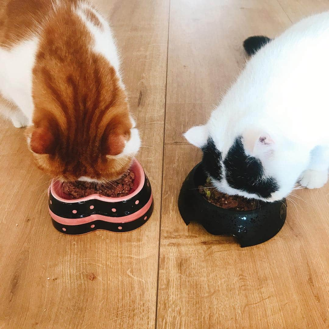 スイ・ヒーさんのインスタグラム写真 - (スイ・ヒーInstagram)「#mycats ❤️」5月1日 11時49分 - hesui923