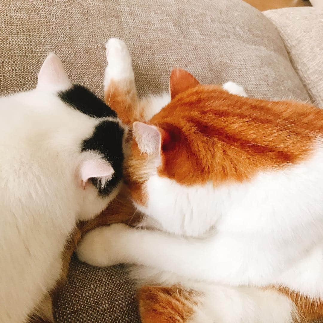 スイ・ヒーさんのインスタグラム写真 - (スイ・ヒーInstagram)「#mycats ❤️」5月1日 11時49分 - hesui923