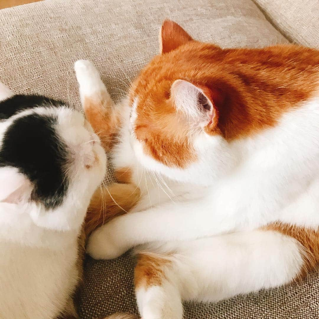 スイ・ヒーさんのインスタグラム写真 - (スイ・ヒーInstagram)「#mycats ❤️」5月1日 11時49分 - hesui923