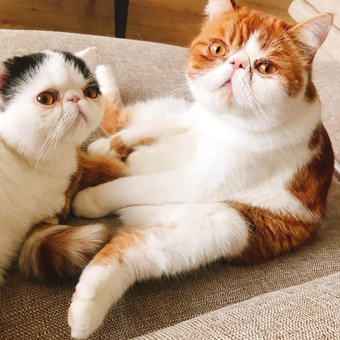 スイ・ヒーさんのインスタグラム写真 - (スイ・ヒーInstagram)「#mycats ❤️」5月1日 11時49分 - hesui923