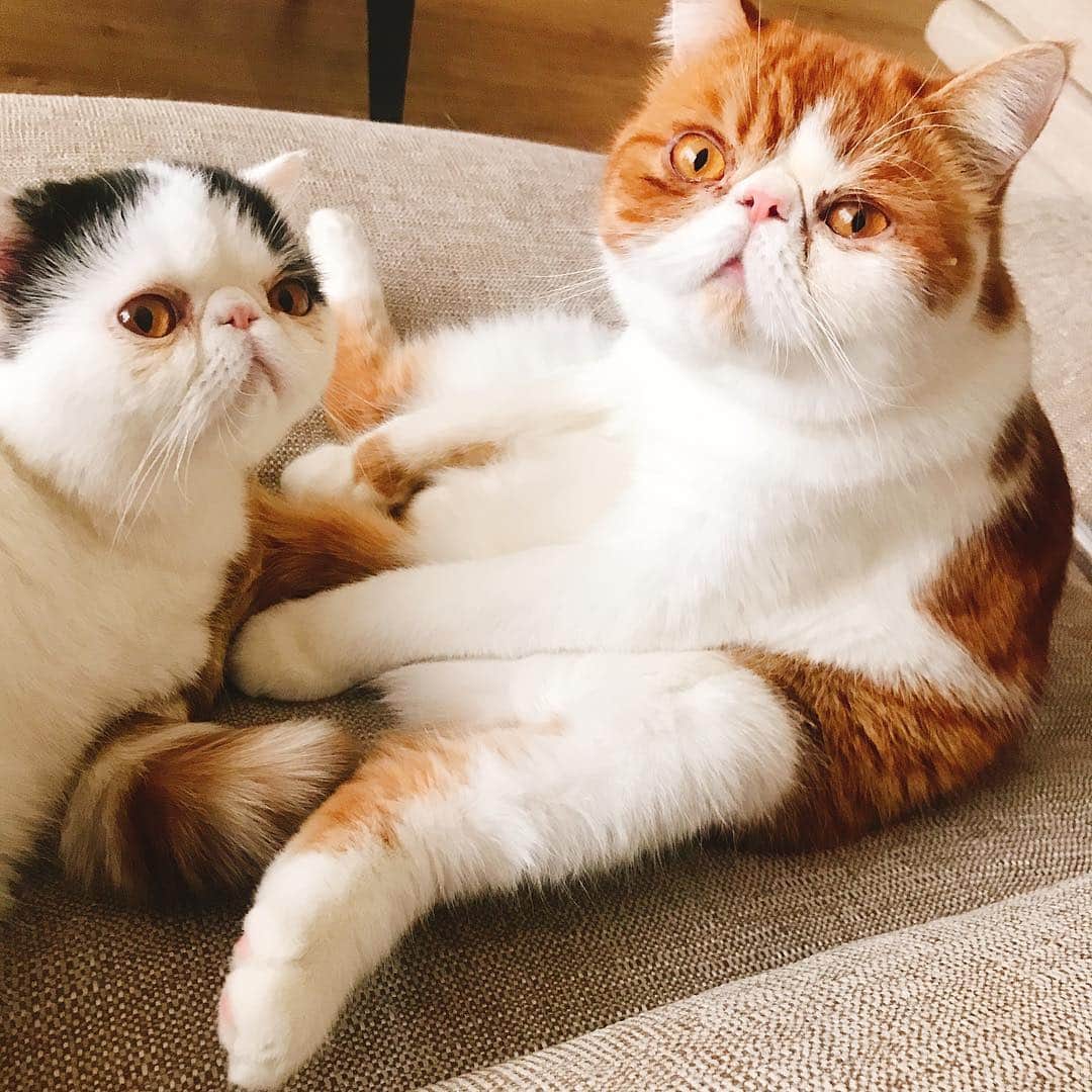 スイ・ヒーのインスタグラム：「#mycats ❤️」