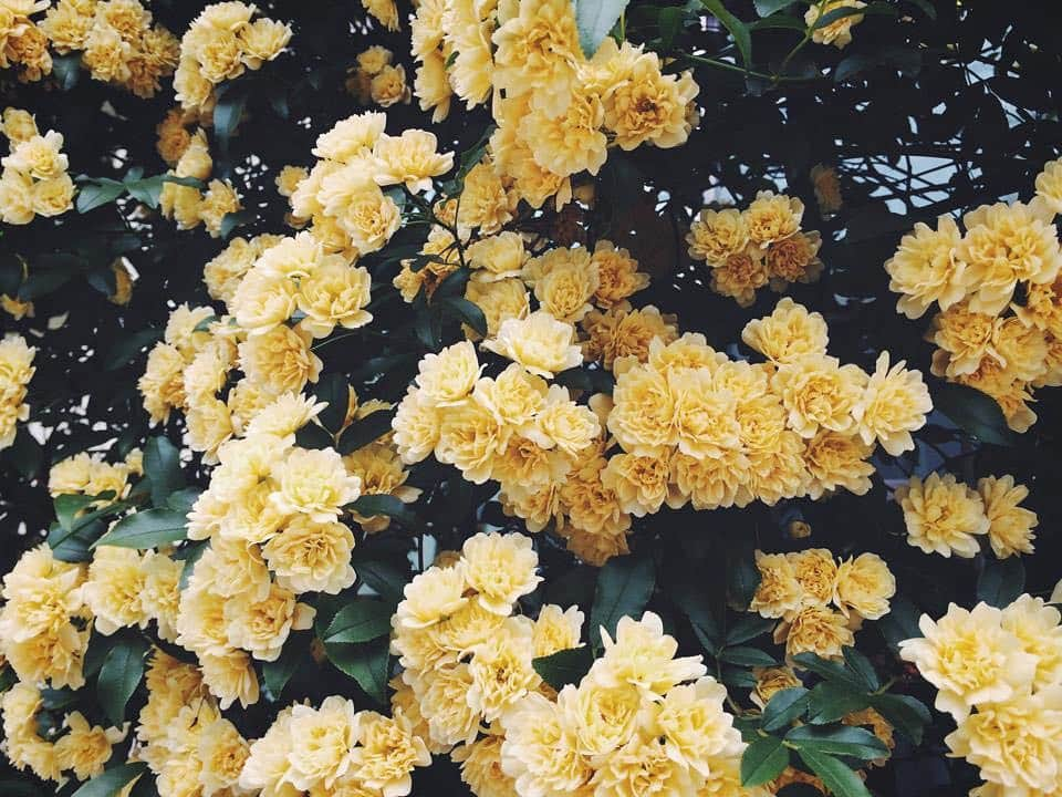 猪鼻ちひろさんのインスタグラム写真 - (猪鼻ちひろInstagram)「平成→令和🌼﻿ 東京お天気よし。﻿ ﻿ 大学時代の友人4人でお泊まり会をした平成の終わり。﻿ 夜更かしするつもりが22時から眠くなって真っ先に就寝…🥺笑﻿ ﻿ 平成を振り返って、色んな想い出堀り起こして、﻿ 面白すぎて涙が出たり 励まし合ったり 喋り倒して笑って。﻿ 自由に居させてくれる友達や家族にも感謝できたし、﻿ すごく私らしくていい日でした◎﻿ ﻿ 令和は、"明日への希望と共に、日本人１人ひとりが大きな花を咲かせる"という願いが込められているんだよね！﻿ ﻿ これからまた新たに希望を持って、﻿ 明るく平和に過ごせますように🕊💛﻿ ずっとずっと、よろしくね。﻿ ﻿ #平成 #令和 #平成元年生まれ ﻿ #ちひろのお花 #だいすき な #モッコウバラ」5月1日 12時06分 - inohanachihiro