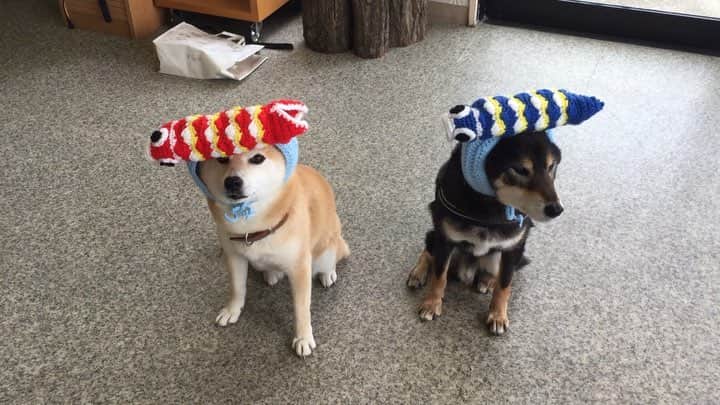 のインスタグラム：「令和の被り初めは鯉のぼり🎏  #オートクチュールコタオバサンヌ #コスプレ柴犬 #コスプレ柴 #コスプレ犬 #鯉のぼり」