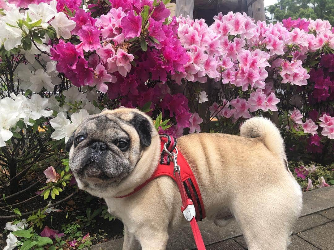 やついいちろうさんのインスタグラム写真 - (やついいちろうInstagram)「令和散歩 #pug #pugs #puglife #puglove #パグ #パグスタグラム」5月1日 12時43分 - yatsuiichiro