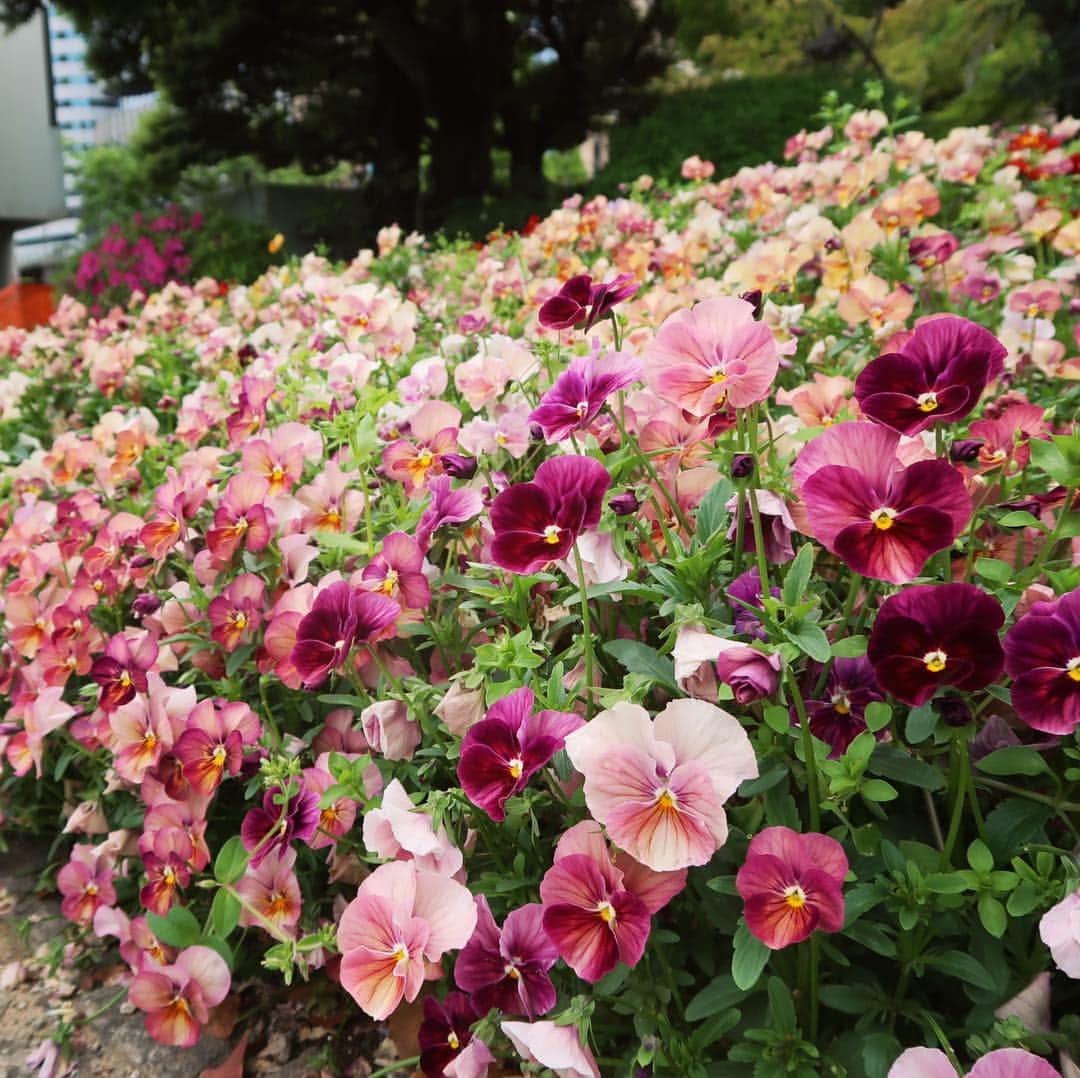 ステファニー・ヨーステンさんのインスタグラム写真 - (ステファニー・ヨーステンInstagram)「Stop and smell the flowers 💐 #flowers #hibiyapark #tokyo」5月1日 12時43分 - stefaniejoosten