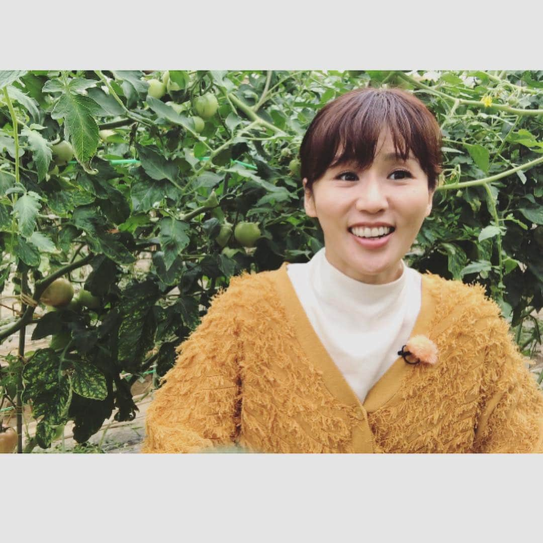 にしおかすみこさんのインスタグラム写真 - (にしおかすみこInstagram)「#トマト まだ青い。 ご主人が「スーパーや店頭に並ぶ時に1番よい状態にするからね」と。 「でも探せば赤いのもあるよ」とも。。探す。。探す。。あった(*´꒳`*) #真っ赤 「食べていいよ」と。 #催促した感満載💦😚 かぶりつく。美味しい〜ヽ(´▽｀)/ #品種 ご主人が「れいようだよ。れいわじゃないね。れいよう。。ハハハ」と(^^) #麗容#令和 #明日#5月2日木曜#朝9時11分から#テレ東#なないろ日和#生放送#ゴールデンウィークスペシャル#秩父ハイキング#観てください」5月1日 12時41分 - nishioka_sumiko