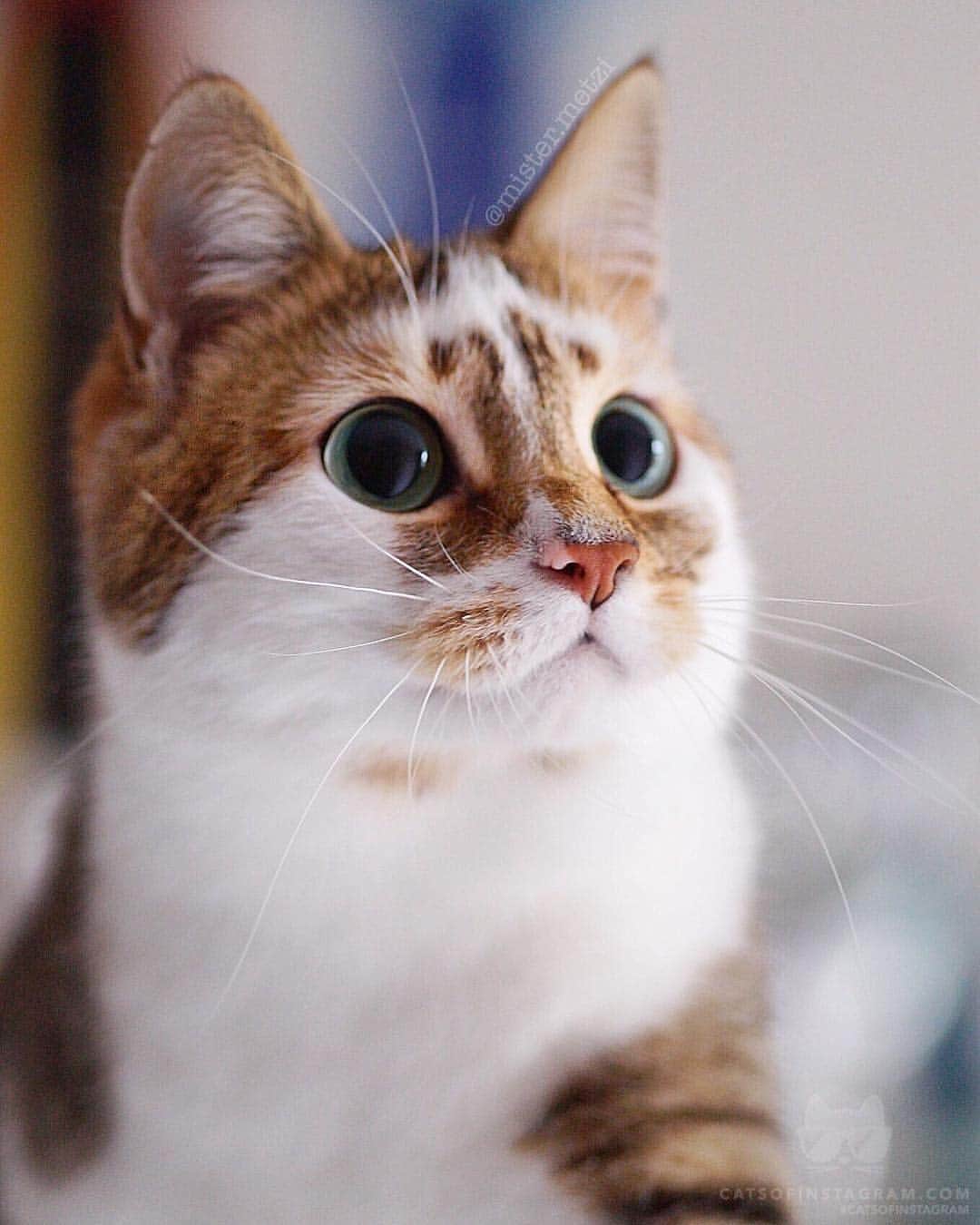 Cats of Instagramさんのインスタグラム写真 - (Cats of InstagramInstagram)「From @mister.metzi: “Always curious 😸” #catsofinstagram」5月1日 12時46分 - cats_of_instagram