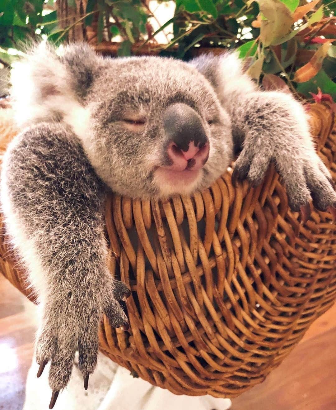 Australiaさんのインスタグラム写真 - (AustraliaInstagram)「Today is cancelled, go back to bed. 😴 Located 30 minutes from @visitsunshinecoast’s CBD, @AustraliaZoo is home to over 1,200 animals - we're talking #koalas, wombats and kangaroos, as well as many exotic creatures from around the world. TIP: Check out the extensive timetable of daily shows before you go so you can plan your day accordingly, you certainly don't want to miss out on the famous crocodile feeding sessions that this conservation-focused attraction is known for.  #seeaustralia #thisisqueensland #visitsunshinecoast #animalkingdom #naturephotography」5月1日 4時01分 - australia