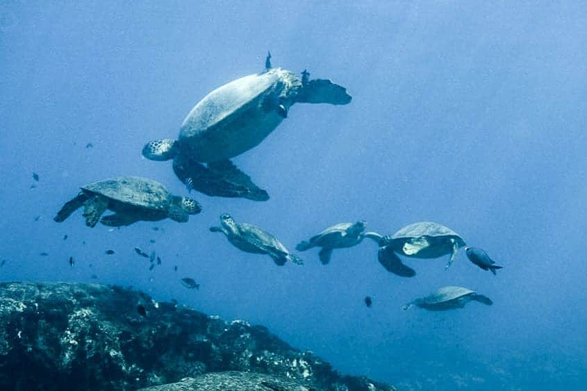 And Youさんのインスタグラム写真 - (And YouInstagram)「We hope your Tuesday is off to a turtley awesome start! 🐢. . . . #dadjokes #turtletuesday #honu #seaturtle #wildlife」5月1日 4時16分 - dolphinsandyou