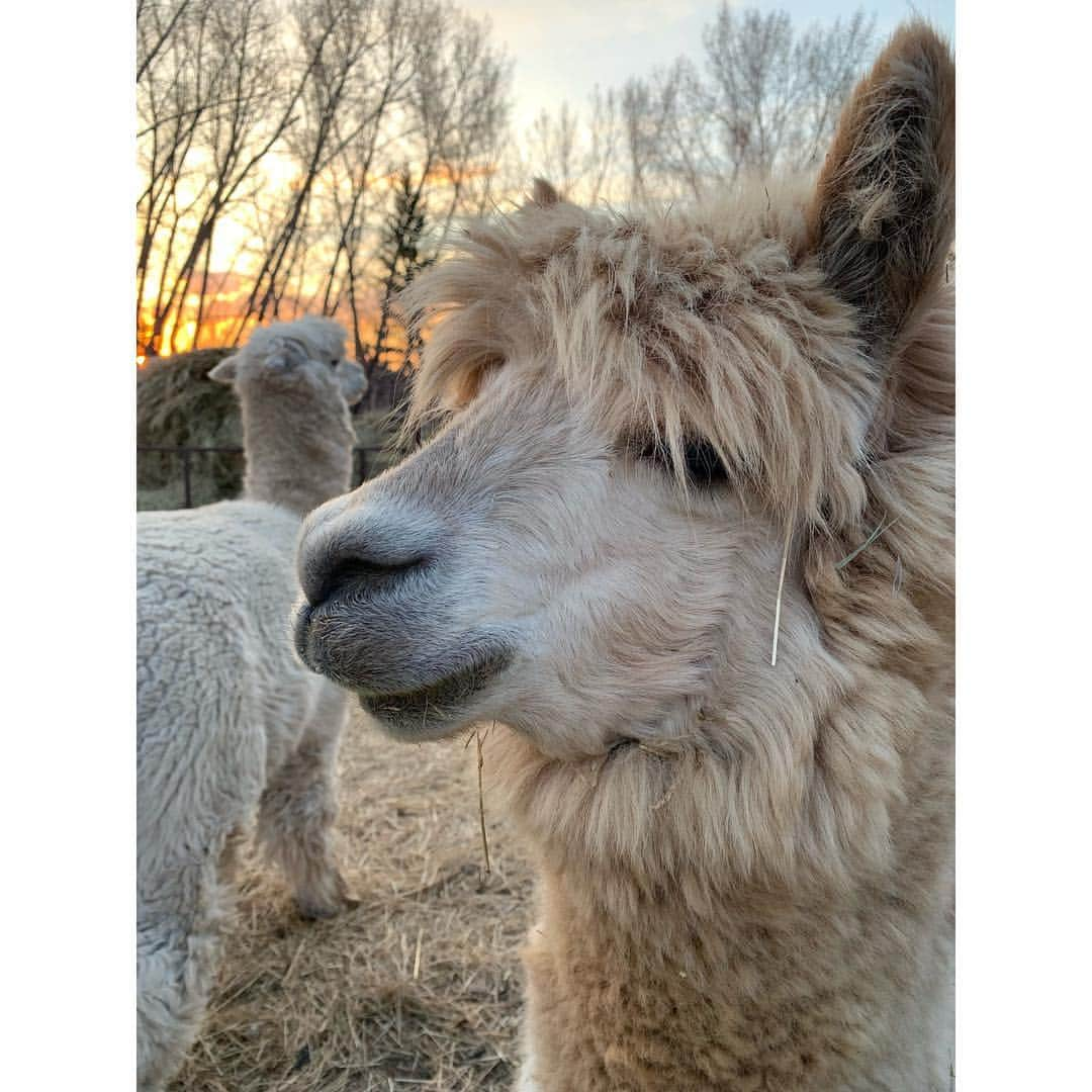 エリー・ブラックさんのインスタグラム写真 - (エリー・ブラックInstagram)「Missing my home away from home 💕 especially the alpacas 🦙 #sask #prairies #alpacas」5月1日 5時05分 - ellieblack_