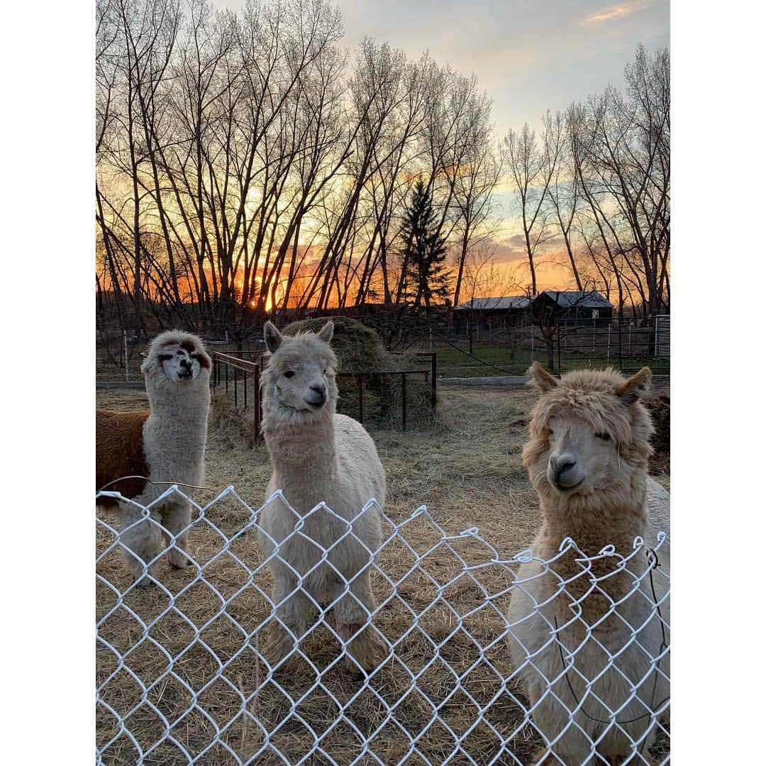 エリー・ブラックさんのインスタグラム写真 - (エリー・ブラックInstagram)「Missing my home away from home 💕 especially the alpacas 🦙 #sask #prairies #alpacas」5月1日 5時05分 - ellieblack_