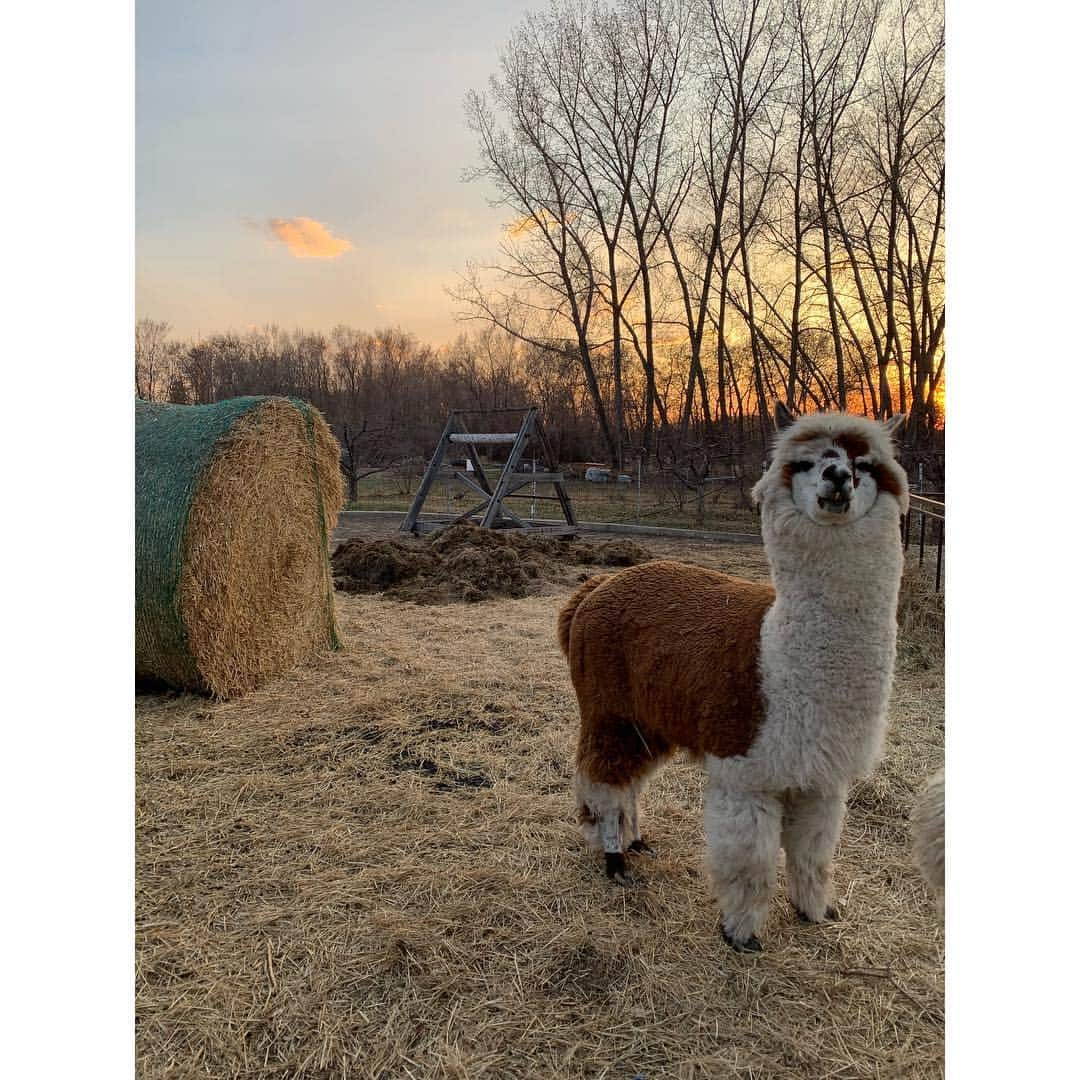 エリー・ブラックさんのインスタグラム写真 - (エリー・ブラックInstagram)「Missing my home away from home 💕 especially the alpacas 🦙 #sask #prairies #alpacas」5月1日 5時05分 - ellieblack_