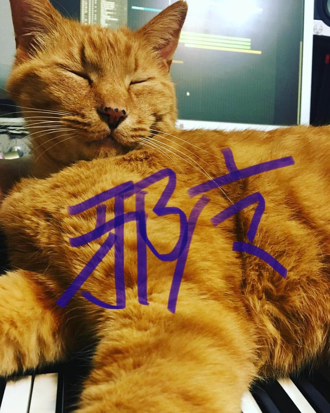 Shinnosukeさんのインスタグラム写真 - (ShinnosukeInstagram)「「レイワ？そんなん知らん。」 変わらず平常運転しとります。  #猫 #cat #相変わらず邪魔」5月1日 5時30分 - shinscapade
