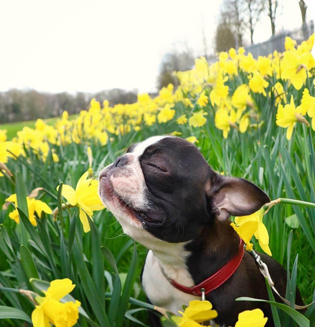 DogsOf Instagramのインスタグラム：「“Smell that? It’s spring baby 🐶🌸🌼💜” writes @tobythegentleman  #dogsofinstagram」