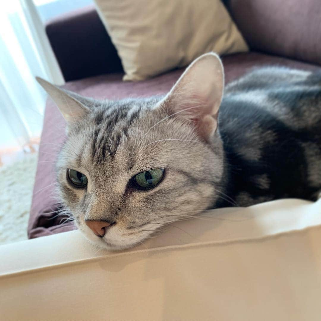 Alain アランさんのインスタグラム写真 - (Alain アランInstagram)「Good morning! Bonjour! Mom-pillow. Last pic,I’m watching MY CAT FROM HELL. * 「ママ枕」にアゴ乗せするのが好きにゃよ😽 最後の写真は、ママにあごを乗せながら、アニマルプラネットで「猫のしつけ」という番組を観てるよ。 * #catstagram #cat_features  #topcatphoto #cutepetclub #catsofinstagram #ig_catclub #cats_of_world #meowsandwoofs #meowvswoof#nc_cuties #excellent_cats #catstocker  #bestmeow #magnificenteowdels#bestcats_oftheworld#INSTACAT_MEOWS #peco #スタペグラム#ペピ友#animalsco#mofmo#igersjp#みんねこ#ふわもこ部#アメショー#ビューティープロコンテスト @beautypro_contest #lovelycatonline#映画ペット2キャンペーン#映画ペット2」5月1日 6時19分 - alain_cat